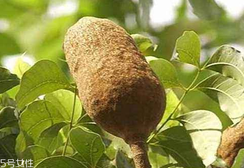 向天果產地在什么地方 原產地所羅門群島 向天果產地在什么地方 原產地所羅門群島