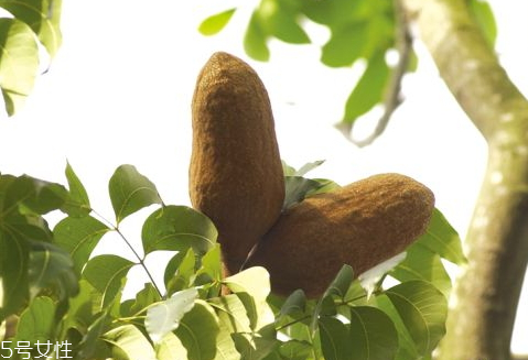 向天果什么時候吃 飯后半個小時服用 向天果什么時候吃 飯后半個小時服用