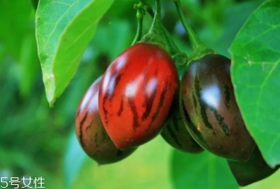 樹番茄多少錢一斤？