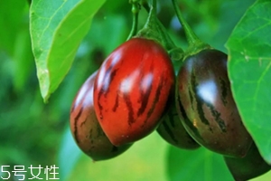 樹番茄外皮可以吃嗎？來(lái)看看樹番茄的吃法