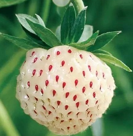 白舅果的功效 白舅果是菠蘿莓嗎？