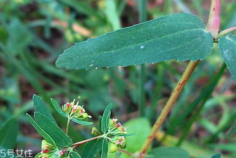 通奶草的功效與作用 可以輔助下奶 通奶草的功效與作用 可以輔助下奶