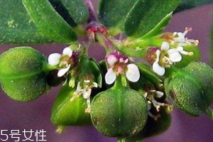 通奶草的功效與作用 可以輔助下奶 通奶草的功效與作用 可以輔助下奶