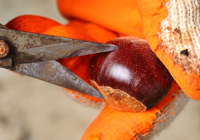 栗子是怎么長(zhǎng)出來(lái)的 開花結(jié)果取果仁 栗子是怎么長(zhǎng)出來(lái)的 開花結(jié)果取果仁