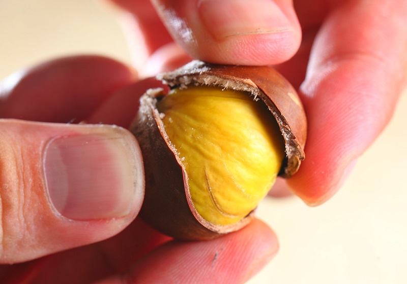 栗子是怎么長(zhǎng)出來(lái)的 開花結(jié)果取果仁 栗子是怎么長(zhǎng)出來(lái)的 開花結(jié)果取果仁