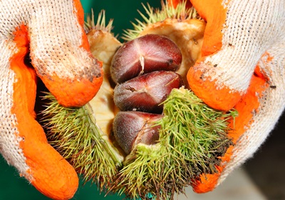 栗子是怎么長(zhǎng)出來(lái)的 開花結(jié)果取果仁 栗子是怎么長(zhǎng)出來(lái)的 開花結(jié)果取果仁