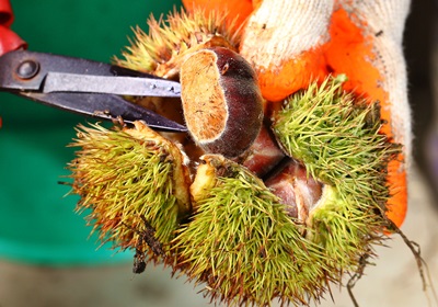 栗子是怎么長(zhǎng)出來(lái)的 開花結(jié)果取果仁 栗子是怎么長(zhǎng)出來(lái)的 開花結(jié)果取果仁