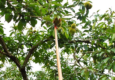 栗子是怎么長(zhǎng)出來(lái)的 開花結(jié)果取果仁 栗子是怎么長(zhǎng)出來(lái)的 開花結(jié)果取果仁