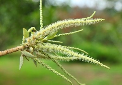 栗子是怎么長(zhǎng)出來(lái)的 開花結(jié)果取果仁 栗子是怎么長(zhǎng)出來(lái)的 開花結(jié)果取果仁