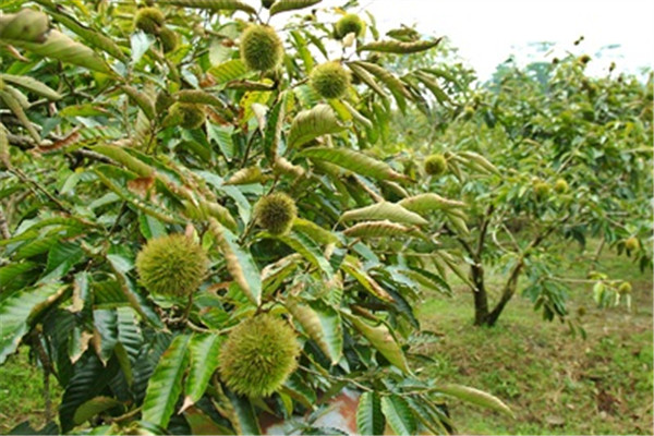 栗子是怎么長(zhǎng)出來(lái)的 開花結(jié)果取果仁 栗子是怎么長(zhǎng)出來(lái)的 開花結(jié)果取果仁