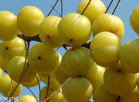 余甘子是橄欖嗎？余甘果又叫滇橄欖