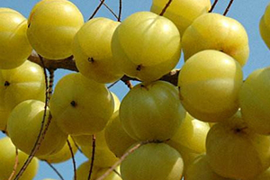 余甘子怎么吃？腌制風味最佳