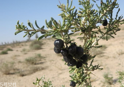 黑枸杞泡水后什么顏色 紫色漸變藍(lán)色 黑枸杞泡水后什么顏色 紫色漸變藍(lán)色