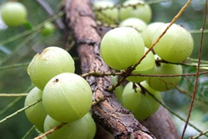 余甘子多少錢一斤？余甘果報(bào)價(jià)