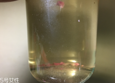 墨紅玫瑰和金邊玫瑰哪個好？墨紅玫瑰更勝一籌