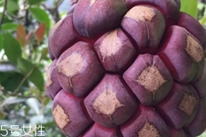 布福娜多少錢一斤？長相奇特的水果