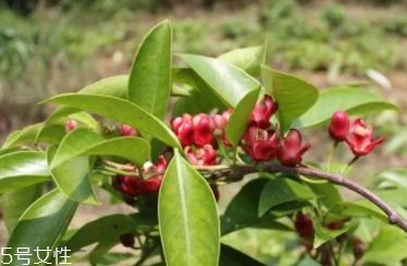 布福娜多少錢一斤？長相奇特的水果