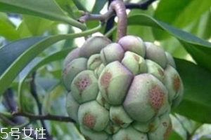 布福娜怎么吃？形狀像惡魔果實(shí)