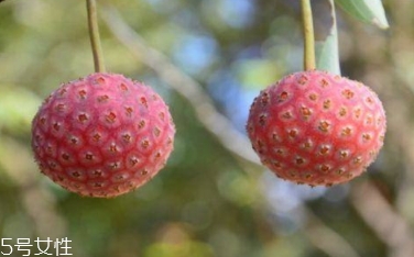 雞嗉子果怎么吃？雞嗉子果的功效和作用