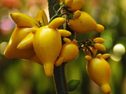 黃金果怎么吃？黃金果能吃嗎？