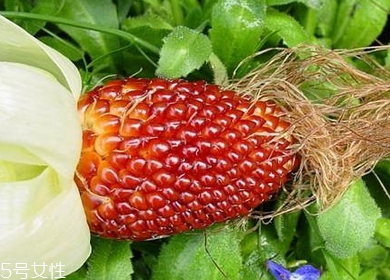 草莓玉米多少錢一斤？酷似草莓的玉米