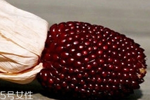 草莓玉米怎么吃？觀賞和食用雙重價(jià)值