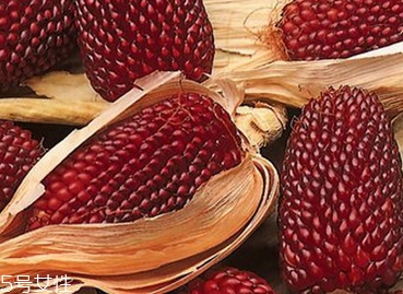 草莓玉米怎么吃？觀賞和食用雙重價值