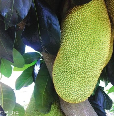 榴蓮蜜多少錢(qián)一斤？十幾塊錢(qián)左右波動(dòng)