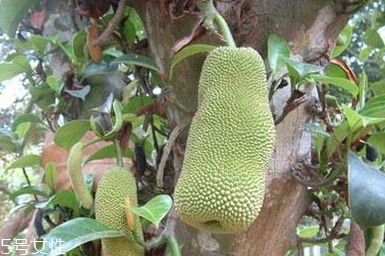 尖蜜拉是菠蘿蜜嗎？多少錢一斤