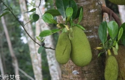 尖蜜拉是菠蘿蜜嗎？多少錢一斤