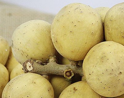 杜古和龍宮果的區(qū)別 杜古的功效 杜古和龍宮果的區(qū)別 杜古的功效