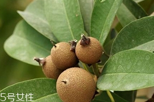 人心果多少錢一斤？稀有水果價格高