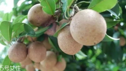 人心果多少錢一斤？稀有水果價(jià)格高