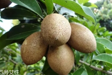 人心果多少錢一斤？稀有水果價(jià)格高