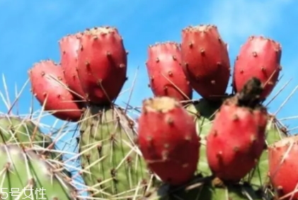 仙人掌果多少錢一斤 仙人掌果多少錢一斤