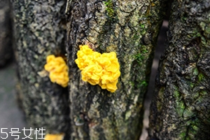 孕婦可以吃金耳嗎？哪些人不適合吃金耳