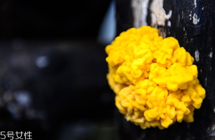 孕婦可以吃金耳嗎？哪些人不適合吃金耳