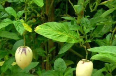 香瓜茄多少錢一斤？香瓜茄種子哪里買