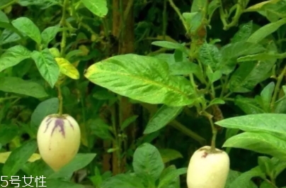 香瓜茄孕婦可以吃嗎？香瓜茄功效多