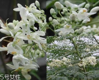 辣木茶的功效與作用 辣木茶的功效與作用