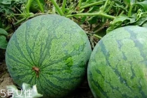 打瓜可以直接吃嗎？打瓜的功效作用