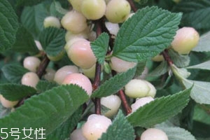 白玉櫻桃多少錢(qián)一斤？