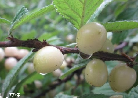 白玉櫻桃多少錢(qián)一斤？