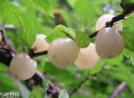 白玉櫻桃多少錢(qián)一斤？