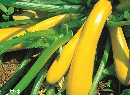 香蕉西葫蘆多少錢一斤？