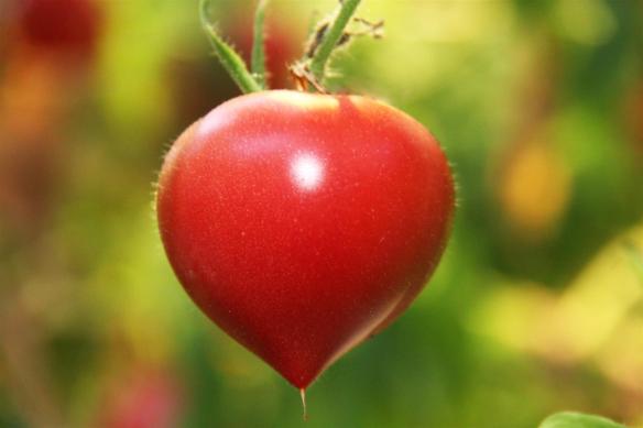 西紅柿怎么選 表皮光滑果臍完整 西紅柿怎么選 表皮光滑果臍完整