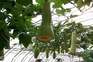 砍瓜怎么做好吃？教你烹飪砍瓜