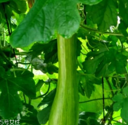 砍瓜怎么做好吃？教你烹飪砍瓜