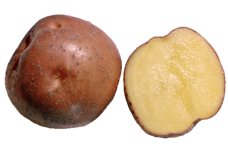 馬鈴薯怎么保存不發(fā)芽 不見光最宜 馬鈴薯怎么保存不發(fā)芽 不見光最宜