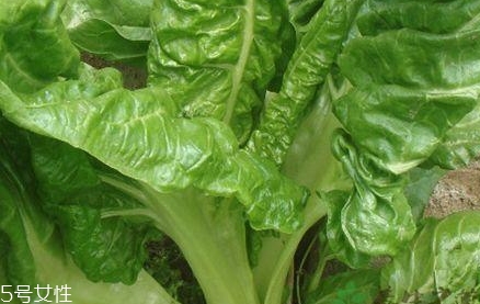 牛皮菜孕婦可以吃嗎？